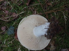 Russula densifolia