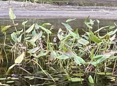 Pontederia cordata