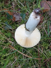 Russula