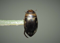 Platambus maculatus