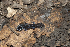 Ambystoma laterale