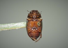 Platambus maculatus