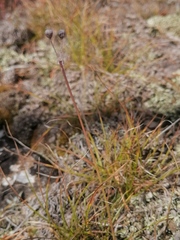 Allium vodopjanovae