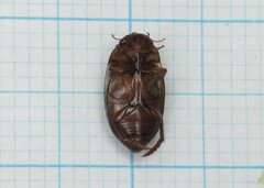 Platambus maculatus