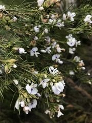 Psoralea sordida