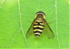 Syrphus
