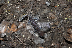 Ambystoma laterale