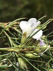 Psoralea sordida