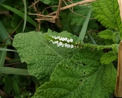 Heliotropium indicum