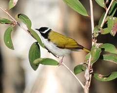 Melithreptus albogularis