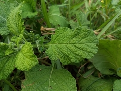 Heliotropium indicum