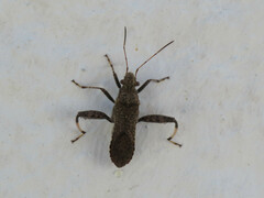 Heegeria tangirica