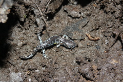 Ambystoma laterale