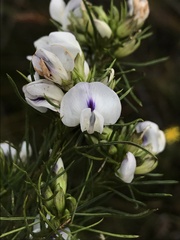 Psoralea sordida