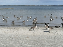 Branta canadensis