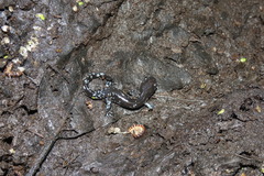 Ambystoma laterale