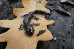 Ambystoma laterale