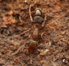 Rhytidoponera