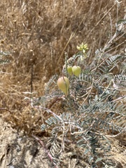 Astragalus asymmetricus