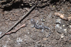 Ambystoma laterale