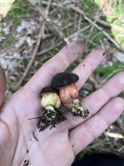 Xerocomellus pruinatus