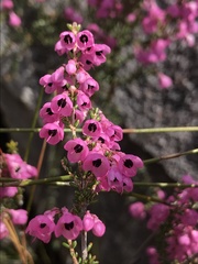 Erica melanthera
