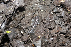 Ambystoma laterale