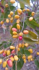 Exellodendron cordatum