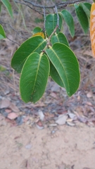 Exellodendron cordatum