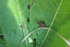 Picromerus bidens