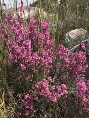 Erica melanthera