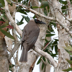 Philemon corniculatus