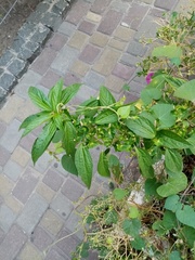 Acalypha australis