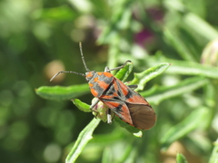 Spilostethus furcula