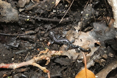 Ambystoma laterale