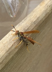 Polistes crinitus