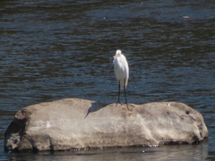 Ardea alba modesta