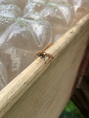 Polistes crinitus