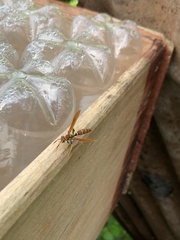 Polistes crinitus
