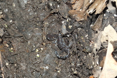 Ambystoma laterale
