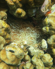 Entacmaea quadricolor