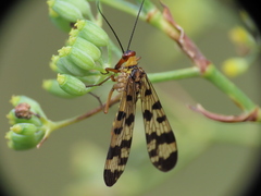 Panorpa meridionalis