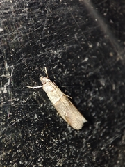 Acrobasis sodalella