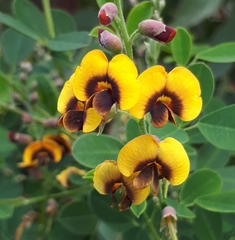 Goodia medicaginea