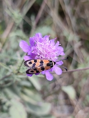 Zygaena fausta