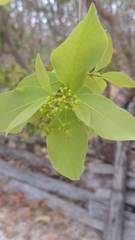 Guapira graciliflora