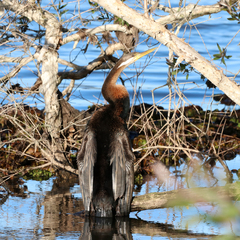 Anhinga novaehollandiae