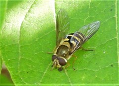 Syrphus