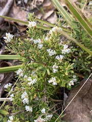 Leucopogon microphyllus