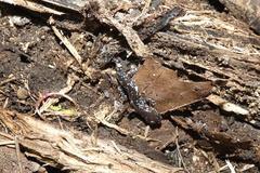 Ambystoma laterale